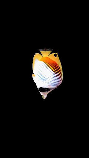 Butterflyfish2