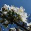 Plum - Szilva