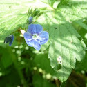 Brooklime or European speedwell