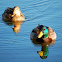 Mallard couple