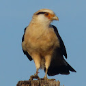 Yellow-headed Caracara