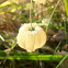Chinese lantern.