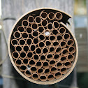 Wasp