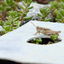 New Zealand Grasshopper