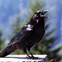 Common Raven