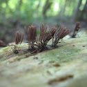 Chocolate Tube Slime Mold