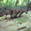 Chocolate Tube Slime Mold