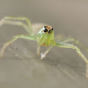 Magnolia Green Jumper (female)