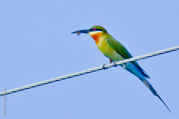 Spotting Image 1