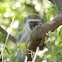 Vervet Monkey