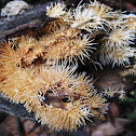 Coral Fungus