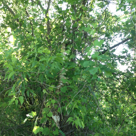 Spotting Image 1