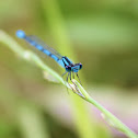 Familiar Bluet