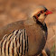 Chukar Partridge