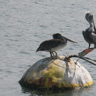 California Brown Pelican