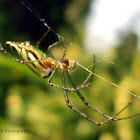 Orchard spider