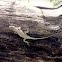 Fence lizard