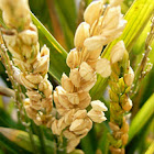 arroz