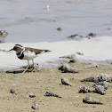 Three-banded Plover