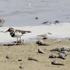Three-banded Plover
