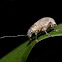 Weevil Beetle