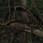 Tiger rat snake