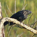Smooth-billed Ani