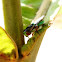 Soldier Fly