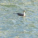 Double Crested Cormorant