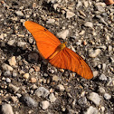 Julia Longwing