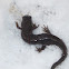 Dusky Salamander