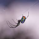 Orchard Spider