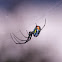 Orchard Spider