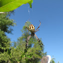 Florida argioppe