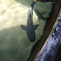 Shark