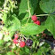 Black raspberry 