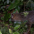 Zorra gris