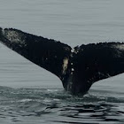 Humpback whale