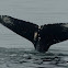 Humpback whale