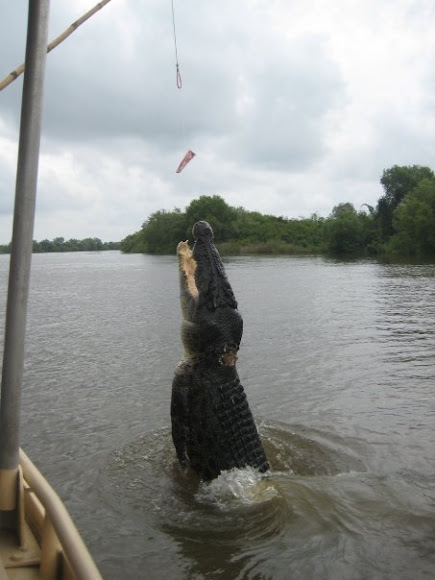 Spotting Image 1