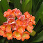 Orange Clivia