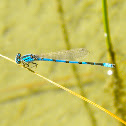 Blue damselfly