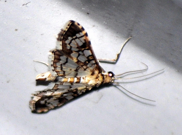 Spotting Image 1