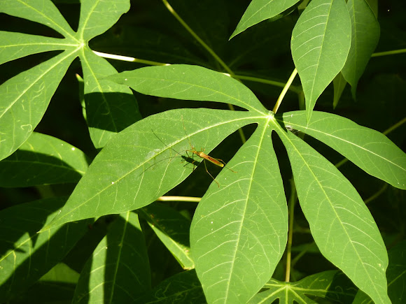 Spotting Image 1