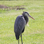 Great Blue Heron
