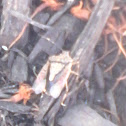 Stink bug