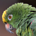 Yellow Crowned Amazon