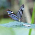 Glasswing Butterfly