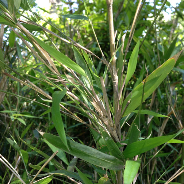 River Cane Project Noah