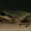 Pacific Tree Frog